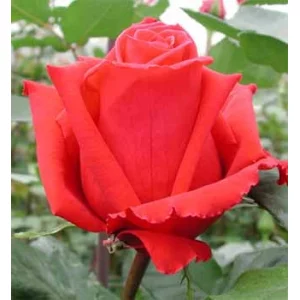 Роза "Preference"